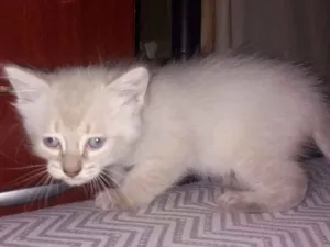 Gato raça SRD idade 2 a 6 meses nome Willian