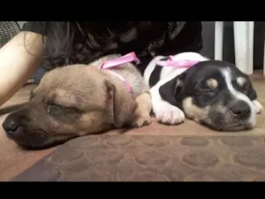 Cachorro raça Viralata idade 2 a 6 meses nome sem nome :(