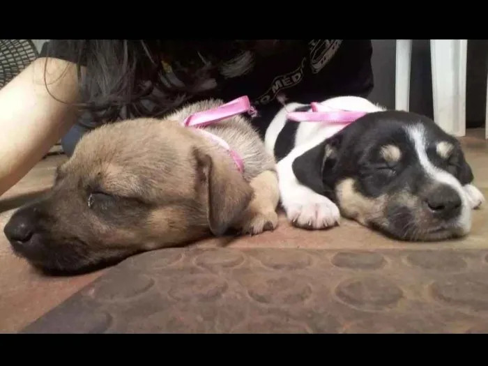 Cachorro ra a Viralata idade 2 a 6 meses nome sem nome :(