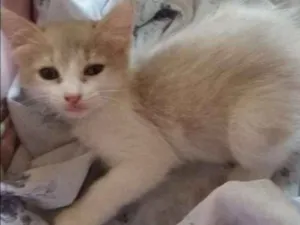 Gato raça SRD idade 2 a 6 meses nome Lady Day