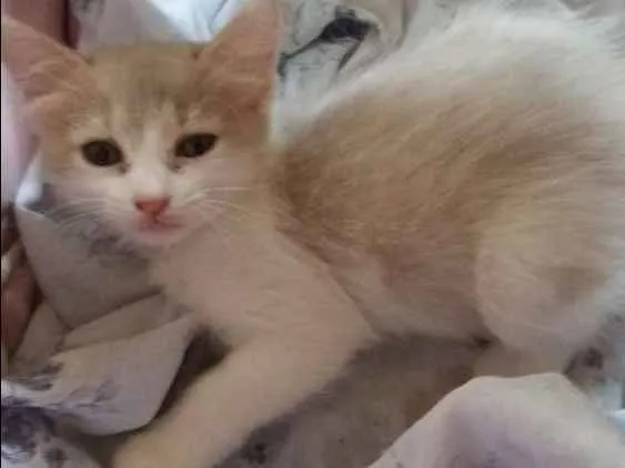 Gato ra a SRD idade 2 a 6 meses nome Lady Day