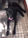 Pereba