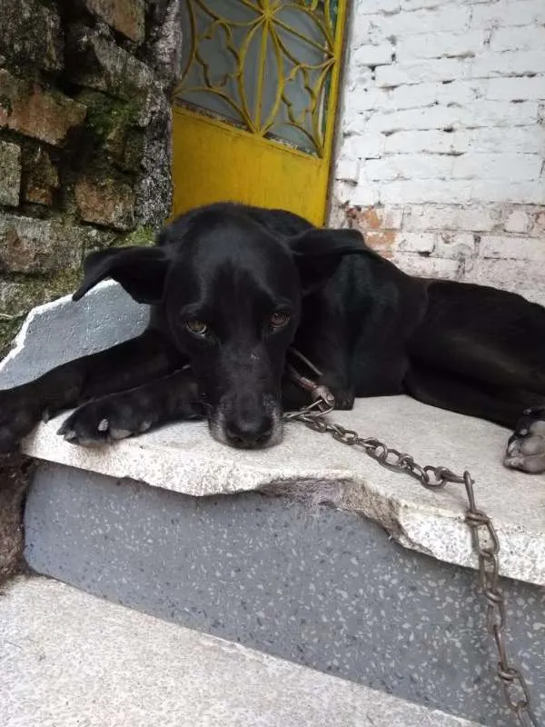 Cachorro ra a SRD idade 4 anos nome Pereba