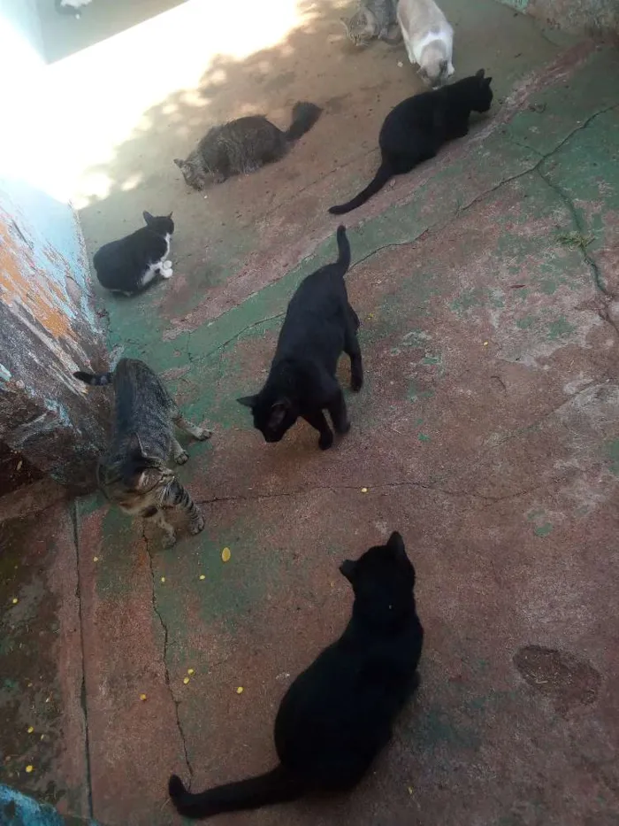 Gato ra a Todas idade 3 anos nome Varios