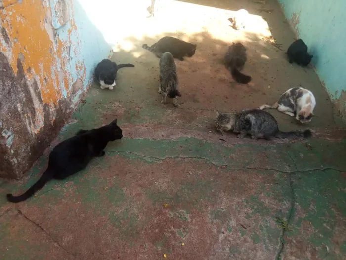 Gato ra a Todas idade 3 anos nome Varios