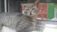 Milla