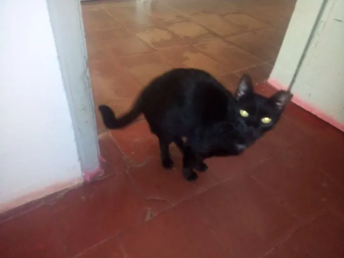 Gato ra a Todas idade 3 anos nome Varios