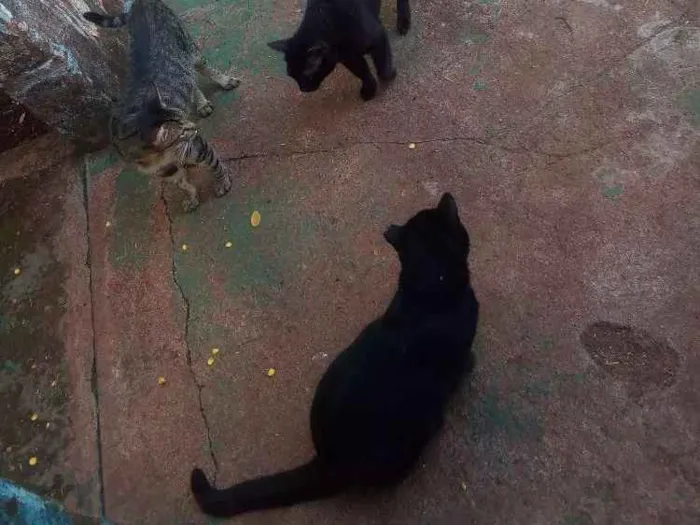 Gato ra a Todas idade 3 anos nome Varios