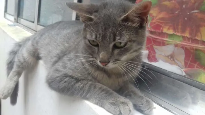 Gato ra a sem raça definida idade 2 a 6 meses nome Milla