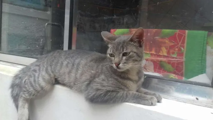 Gato ra a sem raça definida idade 2 a 6 meses nome Milla