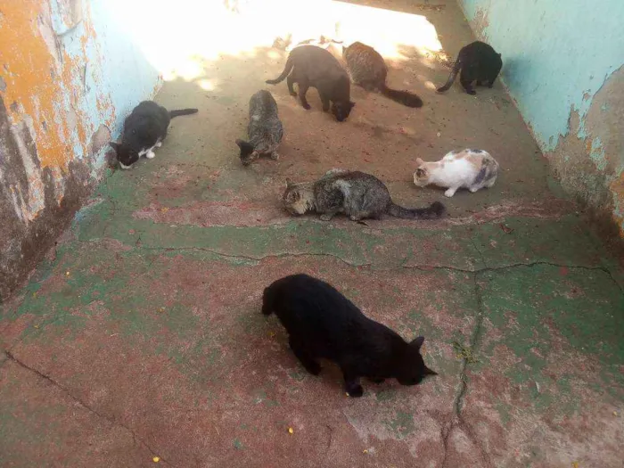 Gato ra a Todas idade 3 anos nome Varios
