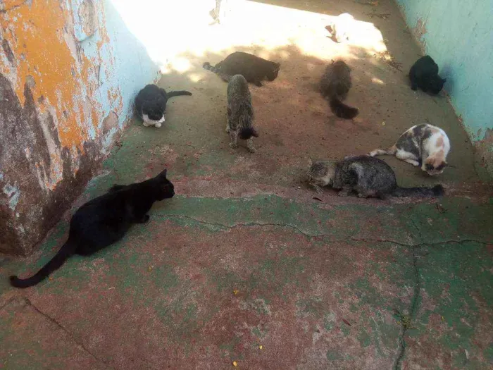 Gato ra a Todas idade 3 anos nome Varios