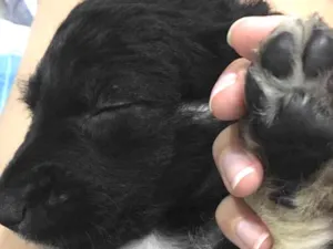 Cachorro raça Vira lata idade 2 a 6 meses nome Kiara