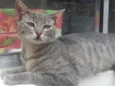 Milla