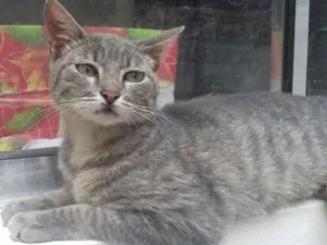 Gato raça sem raça definida idade 2 a 6 meses nome Milla