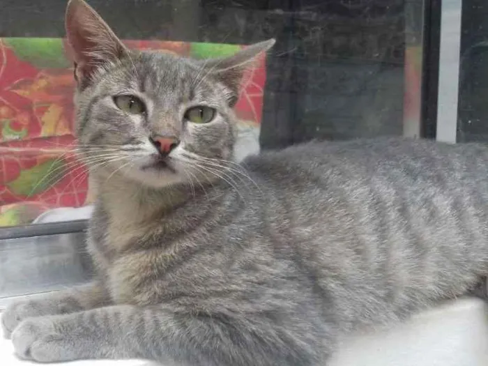 Gato ra a sem raça definida idade 2 a 6 meses nome Milla