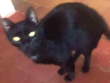Gato ra a Todas idade 3 anos nome Varios