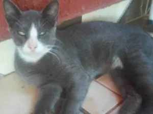 Gato raça SRD idade 2 a 6 meses nome Luciano