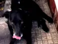 Pereba