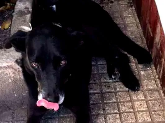 Cachorro ra a SRD idade 4 anos nome Pereba