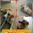 Amarelo