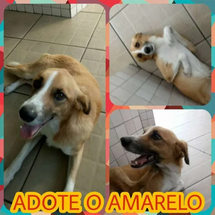 Cachorro ra a SRD idade 2 anos nome Amarelo