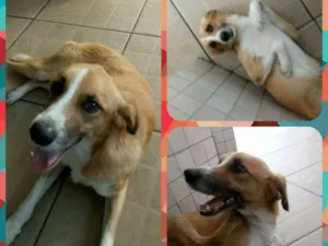 Cachorro raça SRD idade 2 anos nome Amarelo