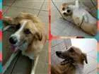 Cachorro raça SRD idade 2 anos nome Amarelo