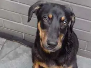 Cachorro raça srd idade 2 a 6 meses nome sem