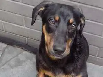 Cachorro ra a srd idade 2 a 6 meses nome sem