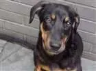 Cachorro raça srd idade 2 a 6 meses nome sem