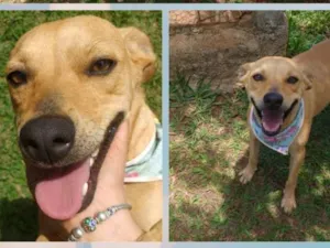 Cachorro raça Srd idade 1 ano nome Michone