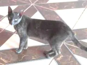 Gato raça SRD idade 2 a 6 meses nome Safira 