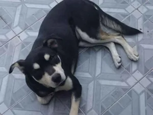 Cachorro raça Vira lata idade 2 anos nome Thor