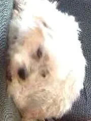 Cachorro ra a Maltes  idade 6 ou mais anos nome Billy 