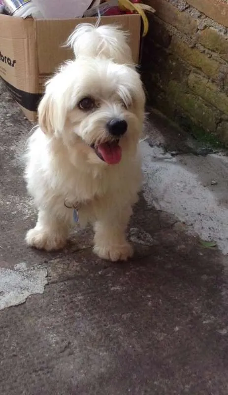Cachorro ra a Maltes  idade 6 ou mais anos nome Billy 
