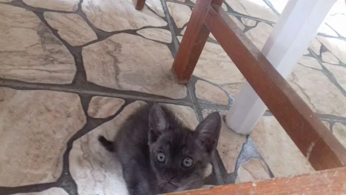 Gato ra a Vira lata idade Abaixo de 2 meses nome Não tem