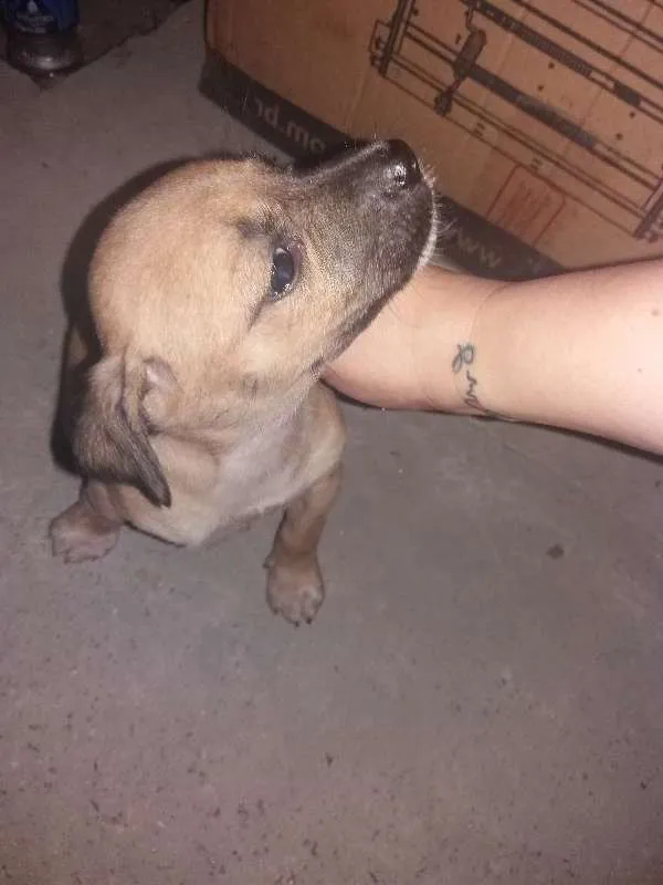 Cachorro ra a vira lata idade Abaixo de 2 meses nome sem nome