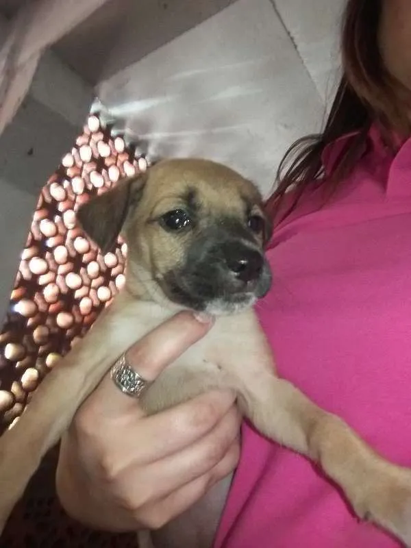 Cachorro ra a vira lata idade Abaixo de 2 meses nome sem nome