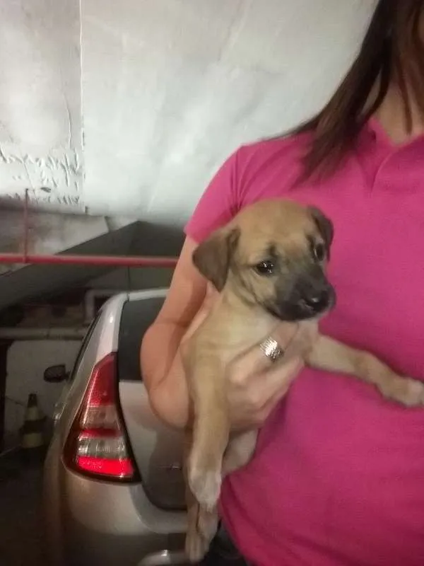 Cachorro ra a vira lata idade Abaixo de 2 meses nome sem nome