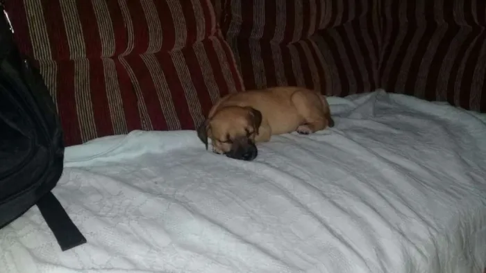 Cachorro ra a vira lata idade Abaixo de 2 meses nome sem nome