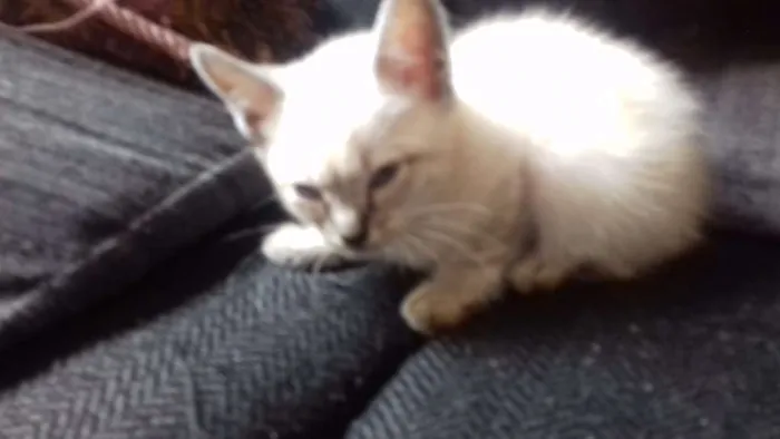 Gato ra a Vira lata idade Abaixo de 2 meses nome Não tem