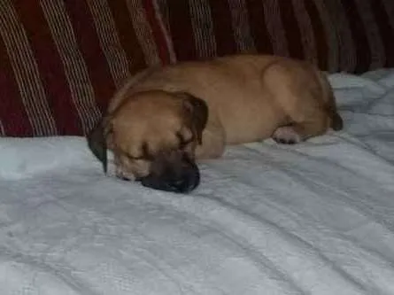 Cachorro ra a vira lata idade Abaixo de 2 meses nome sem nome