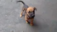 Bicudo