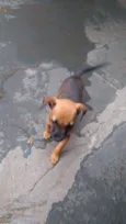 Bicudo
