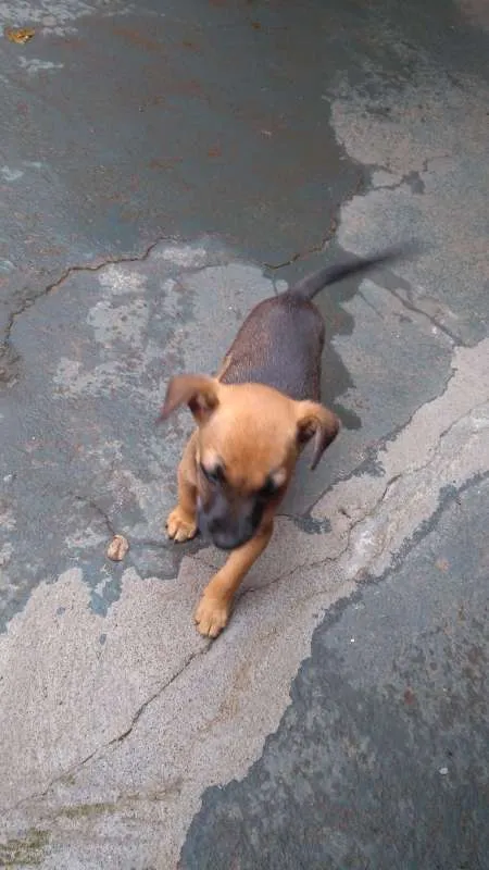 Cachorro ra a  idade 2 a 6 meses nome Bicudo