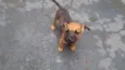 Bicudo
