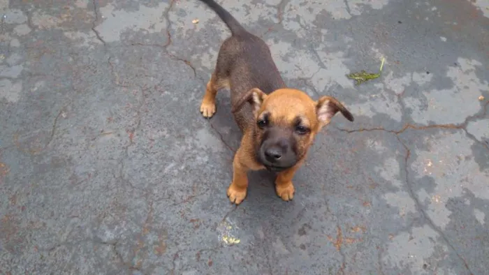 Cachorro ra a  idade 2 a 6 meses nome Bicudo