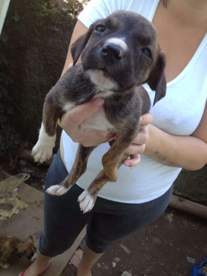 Cachorro ra a fila com pitbool  idade Abaixo de 2 meses nome filhotes todos 