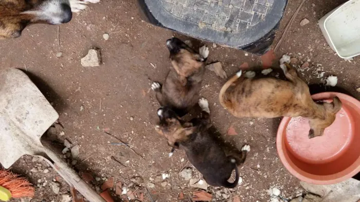 Cachorro ra a fila com pitbool  idade Abaixo de 2 meses nome filhotes todos 